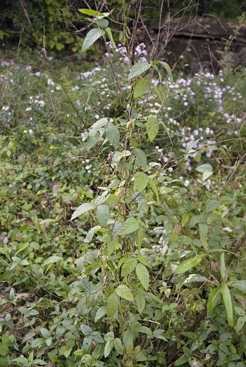 Изображение особи Glycine soja.