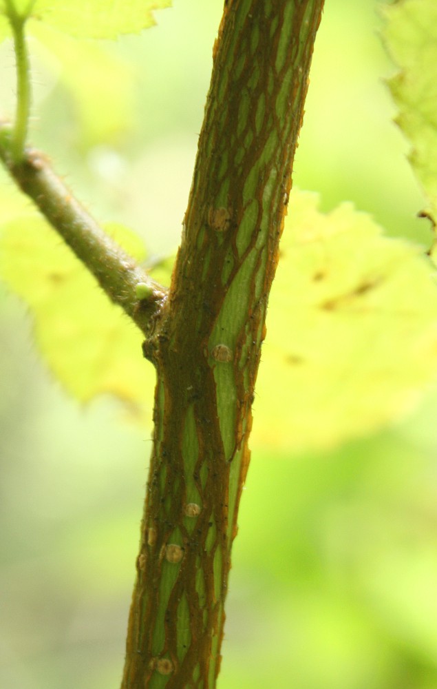 Изображение особи Corylus avellana.