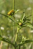 Bidens cernua