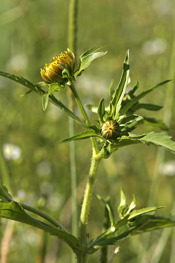 Изображение особи Bidens cernua.