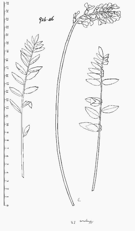 Изображение особи Oxytropis uralensis.