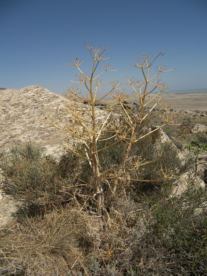 Image of Ferula persica specimen.