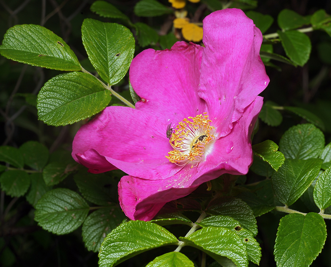 Image of Rosa rugosa specimen.