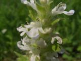 Ajuga genevensis