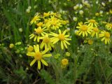 Senecio vernalis