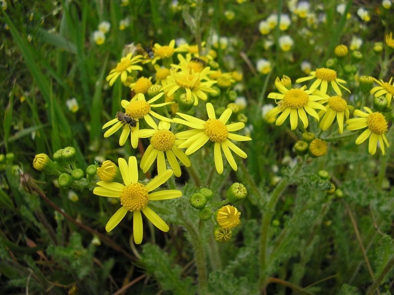 Изображение особи Senecio vernalis.