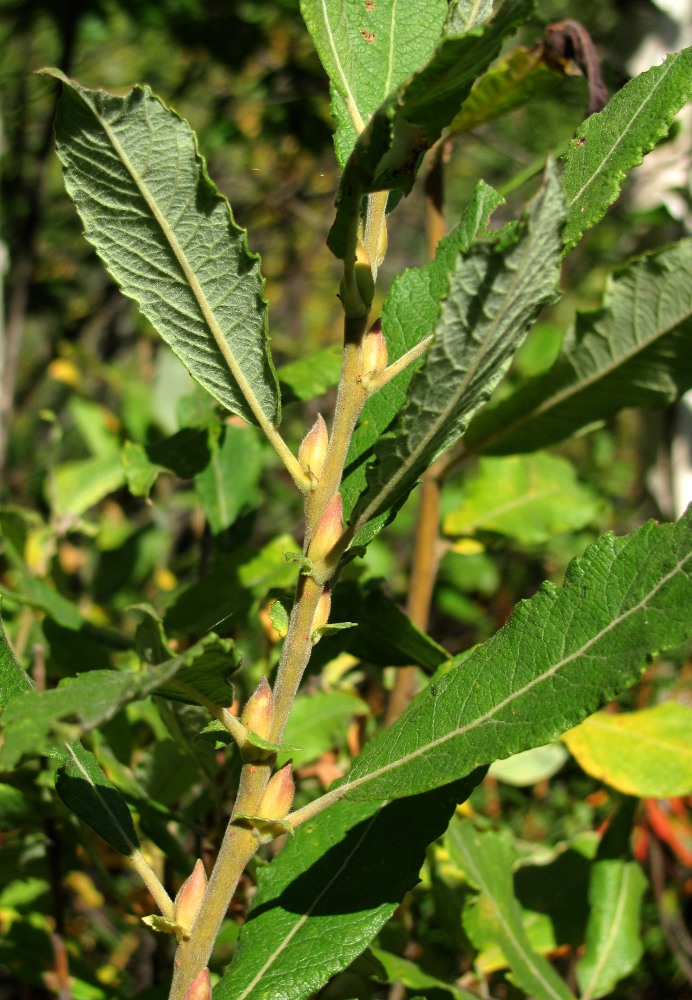 Image of Salix &times; puberula specimen.