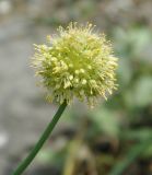 Allium condensatum. Соцветие. Приморье, бухта Уполномоченная, подножие каменистого склона, приморский луг. 10.08.2012.