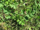 Heracleum sibiricum. Молодое растение. Украина, г. Запорожье, восточнее города, возле воды. 19.08.2011.