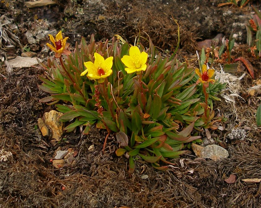 Изображение особи Saxifraga hirculus.