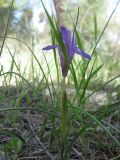 Moraea sisyrinchium. Цветущее растение. Израиль, Северный Негев, лес Лаав. Март 2009 г.