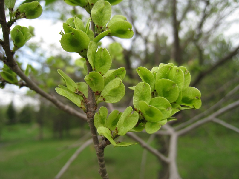 Изображение особи Ulmus japonica.