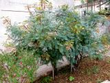 Caesalpinia gilliesii