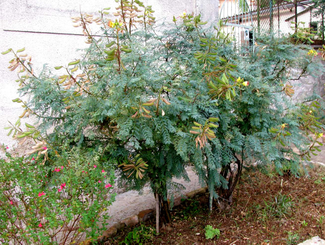 Изображение особи Caesalpinia gilliesii.