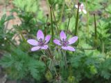 Erodium cicutarium. Цветки и плоды. Украина, Хмельницкая обл., Красиловский р-н, с. Терешки, поле. 05.08.2010.