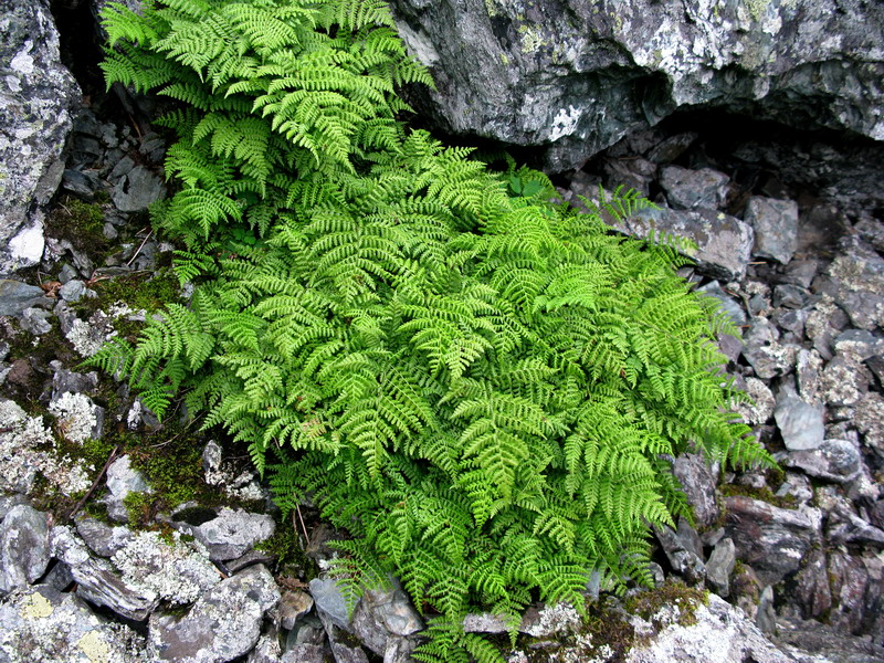 Image of Diplazium sibiricum specimen.