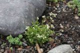 Draba siliquosa