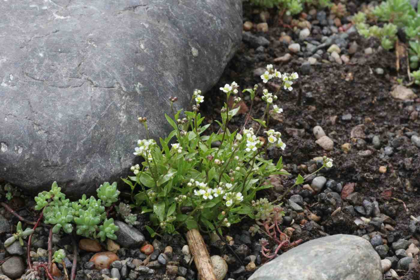 Image of Draba siliquosa specimen.