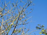 Ceiba pentandra