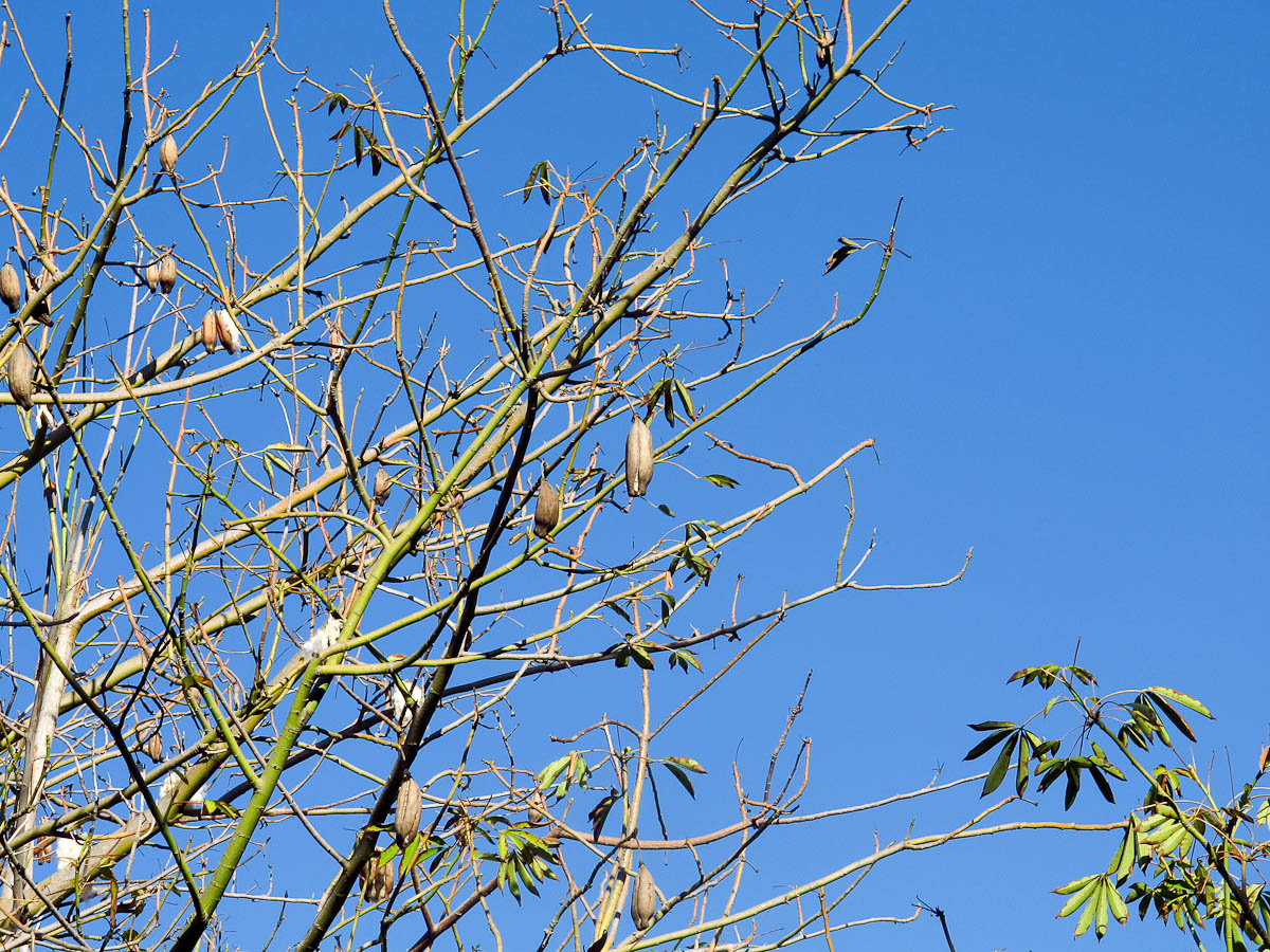 Изображение особи Ceiba pentandra.