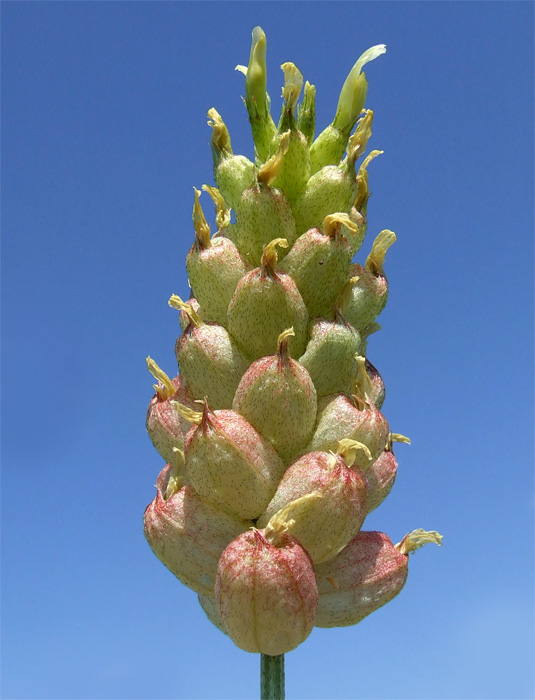 Image of Astragalus calycinus specimen.