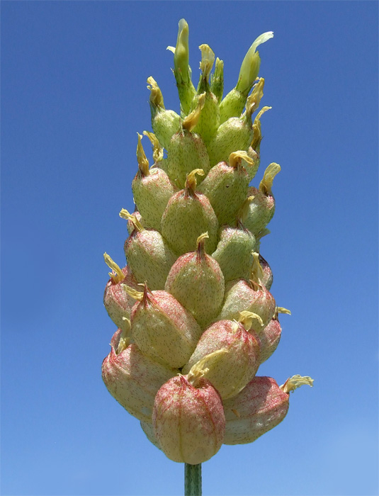 Изображение особи Astragalus calycinus.