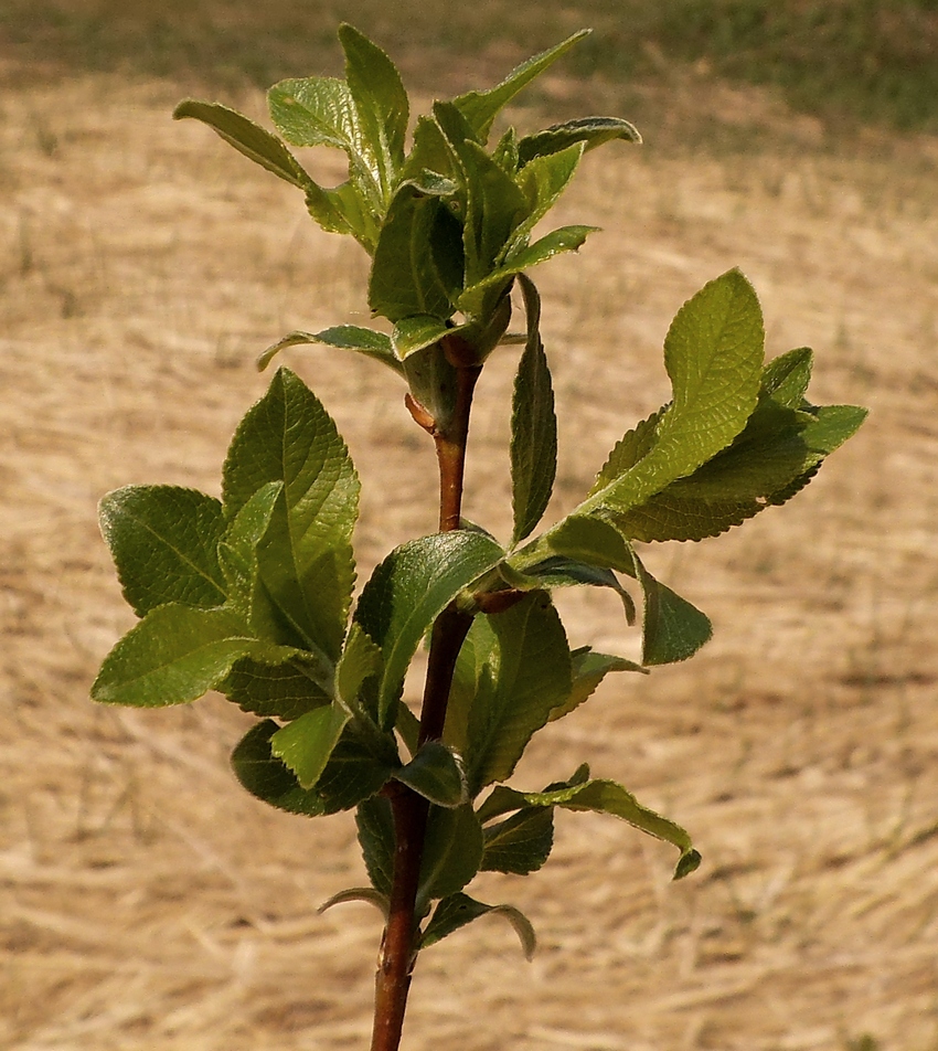 Изображение особи Salix &times; tetrapla.