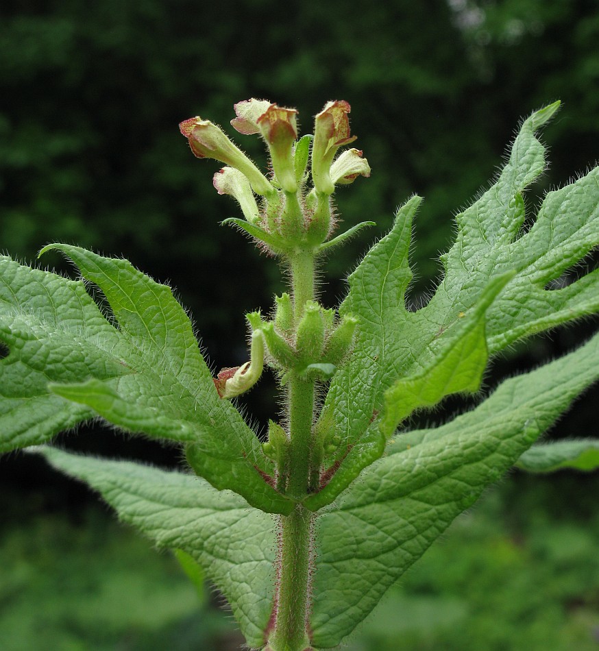 Изображение особи Triosteum pinnatifidum.