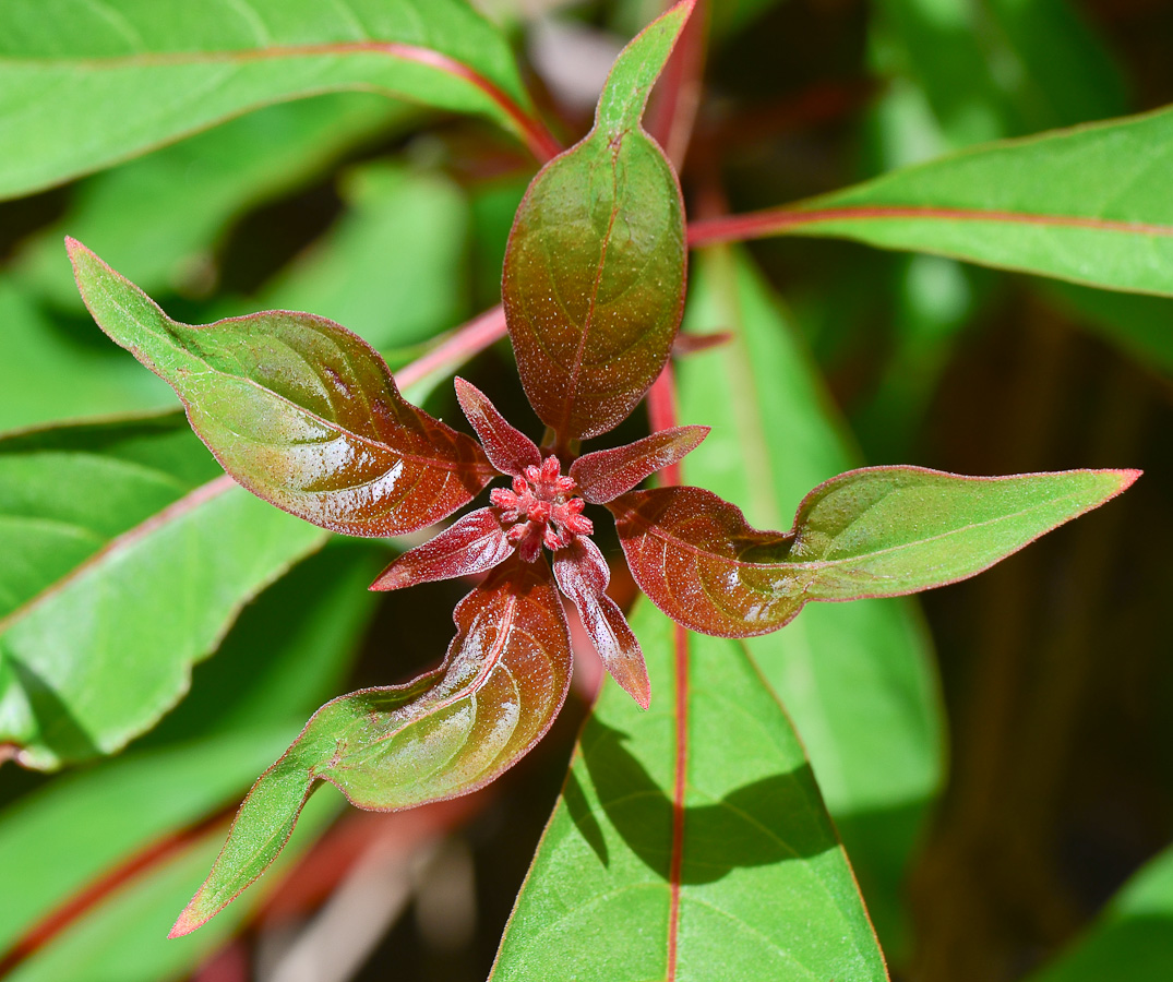 Image of Hamelia patens specimen.