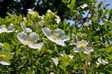 Rosa spinosissima. Ветви с цветками (Rosa gracillipes Chrshan.). Приморский край, Уссурийский р-н, окр. с. Монакино, горный луг. 01.06.2013.