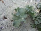 Eryngium maritimum. Листья. Украина, Одесса, мыс Малый Фонтан. 09.06.2013.