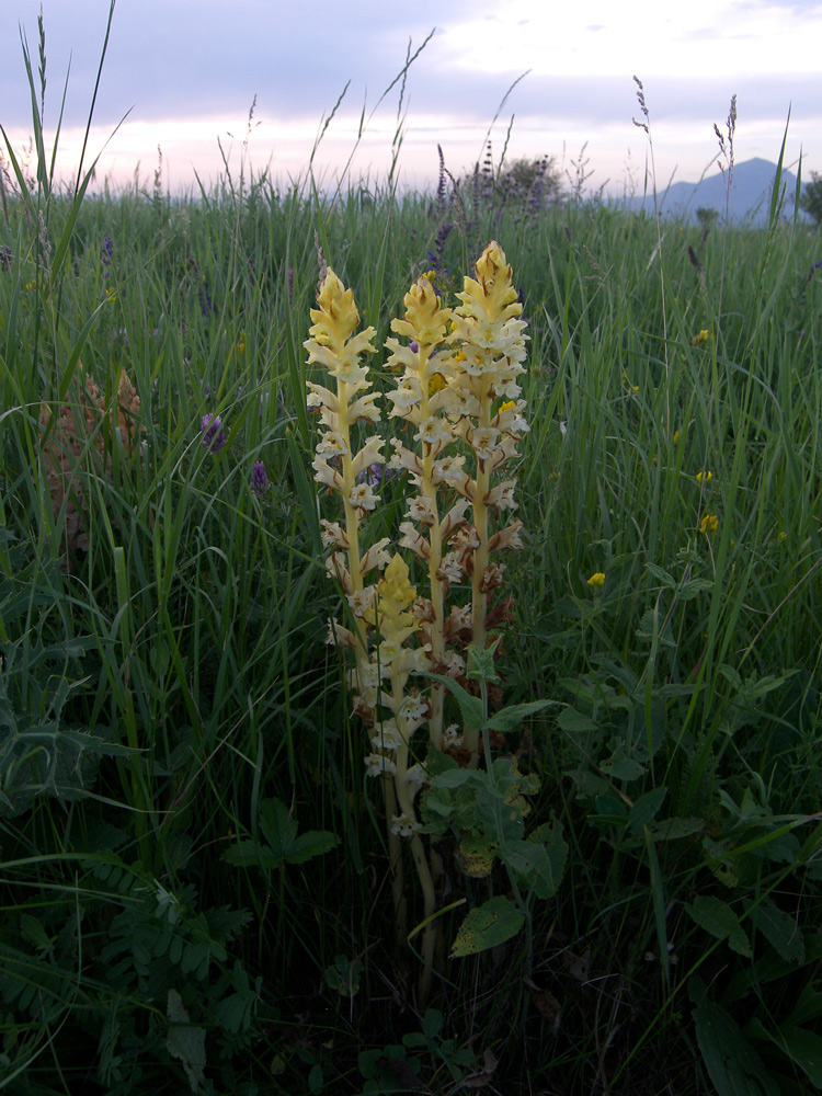 Image of Orobanche alba specimen.