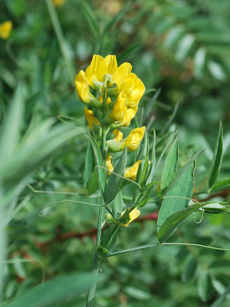 Изображение особи Lathyrus pratensis.