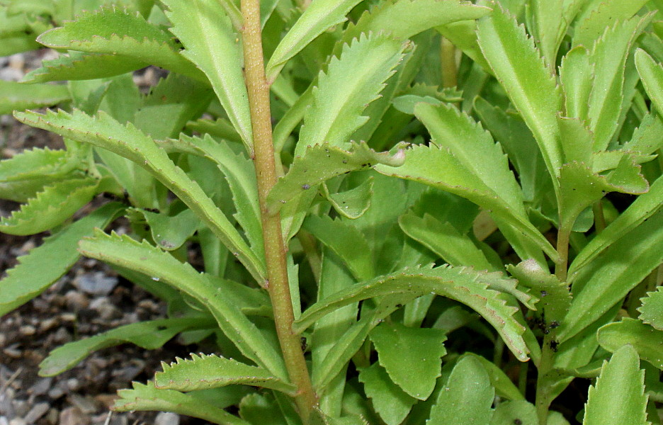 Image of genus Sedum specimen.