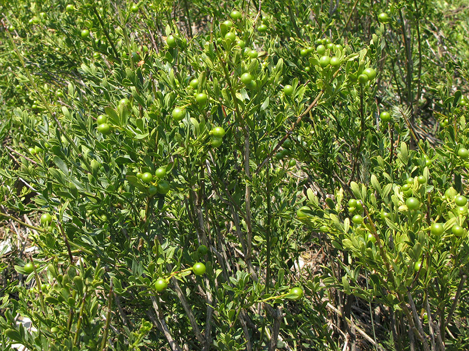 Image of Jasminum fruticans specimen.