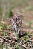 Pedicularis olgae