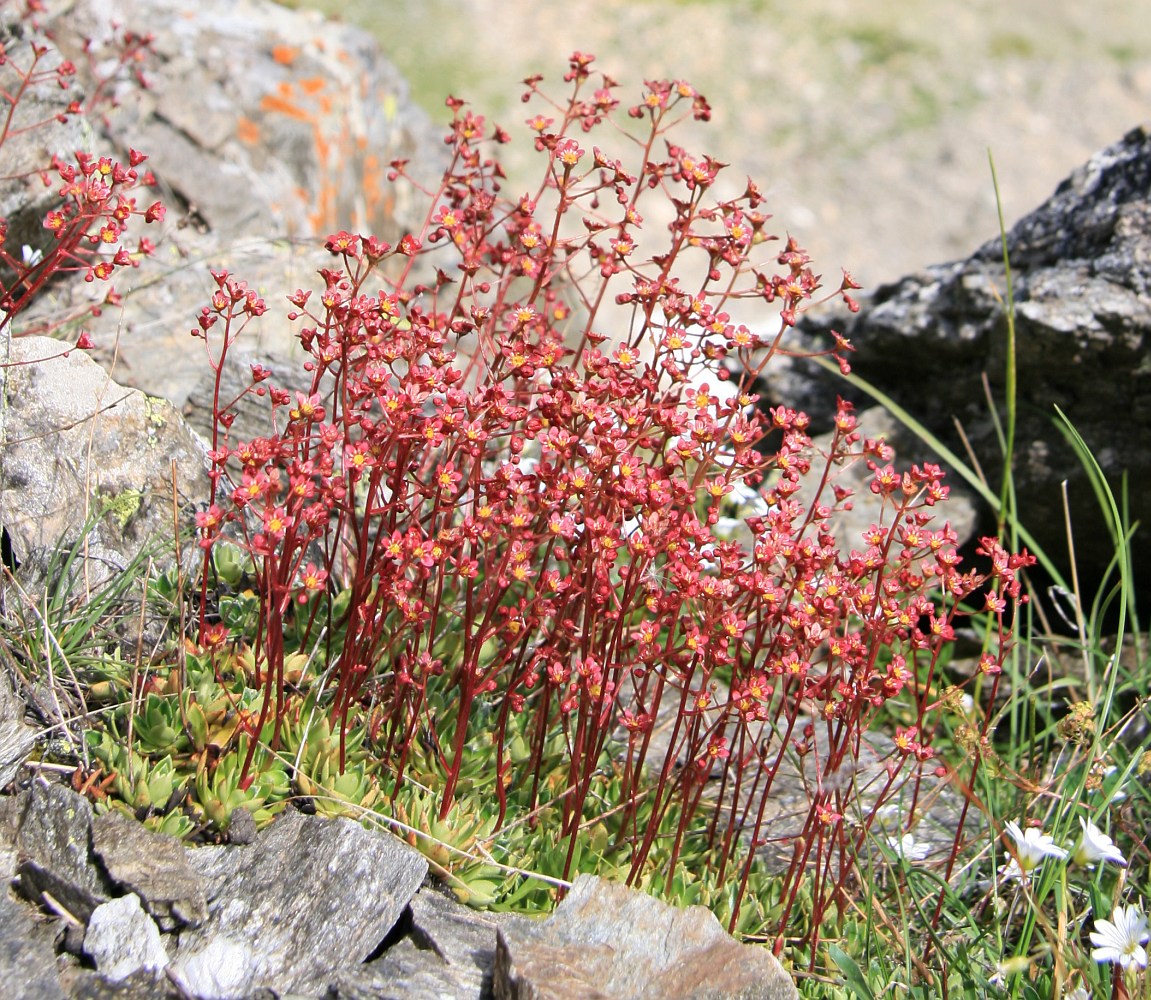 Изображение особи Saxifraga kolenatiana.