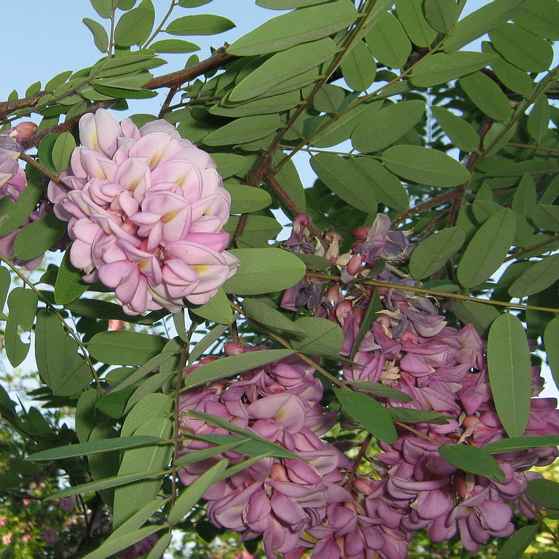 Image of Robinia viscosa specimen.