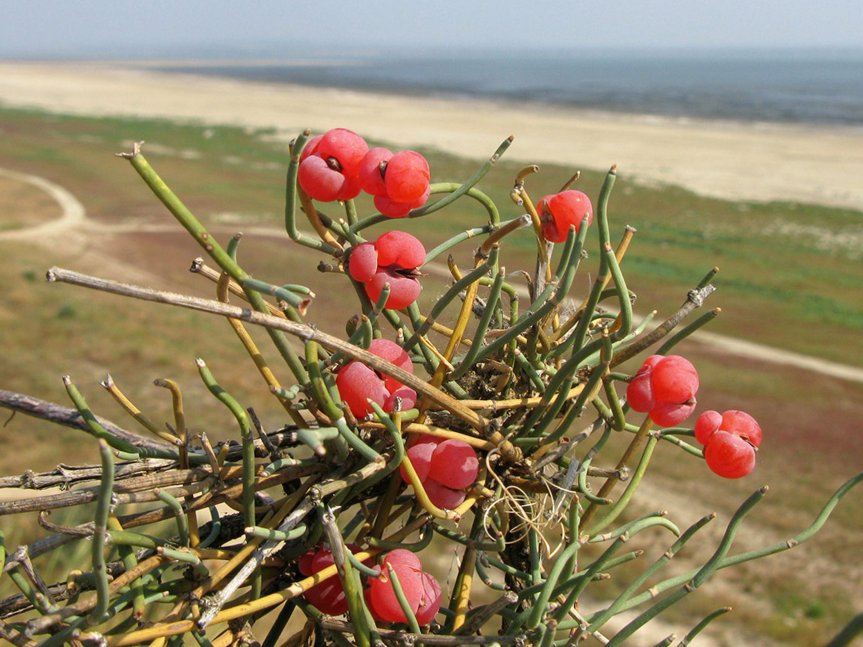 Image of Ephedra distachya specimen.