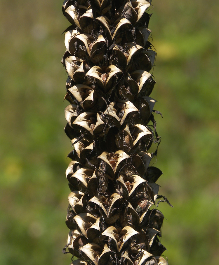 Изображение особи Pedicularis atropurpurea.
