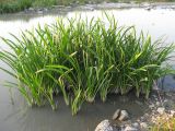 Sparganium erectum. Плодоносящие растения. Краснодарский край, окр. г. Крымск, берег р. Адагум. 28.08.2013.