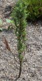 Juniperus communis var. saxatilis