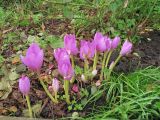 Colchicum speciosum