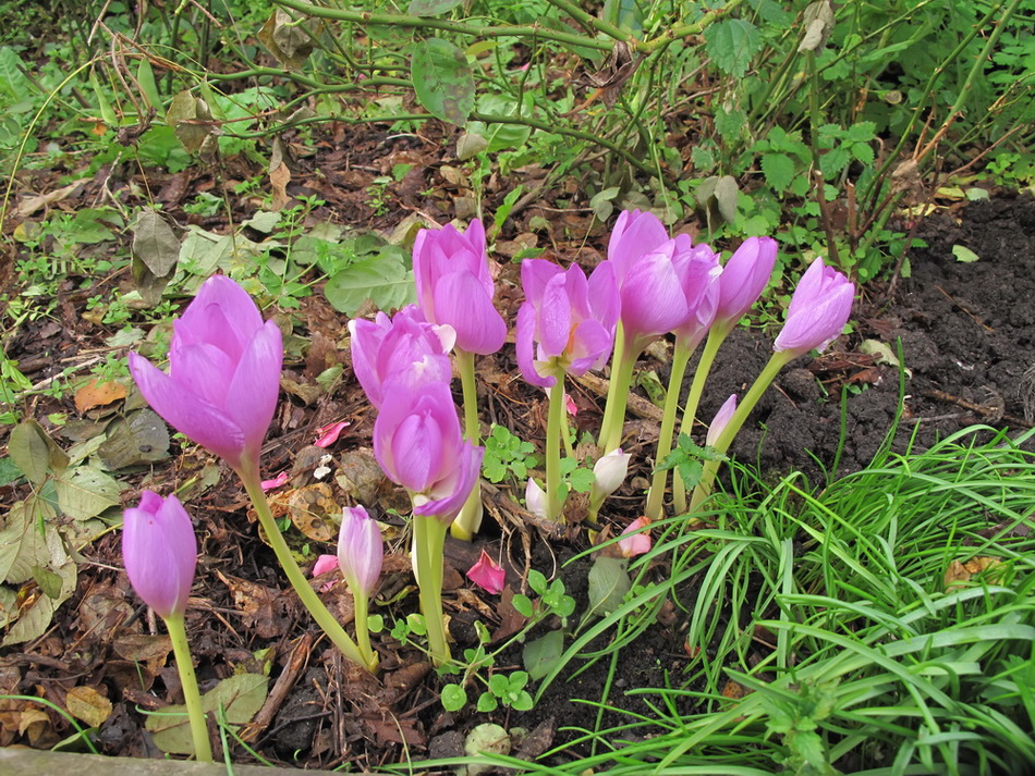 Изображение особи Colchicum speciosum.