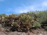 Opuntia dillenii