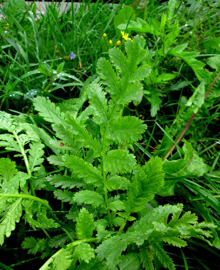 Image of Tanacetum vulgare specimen.