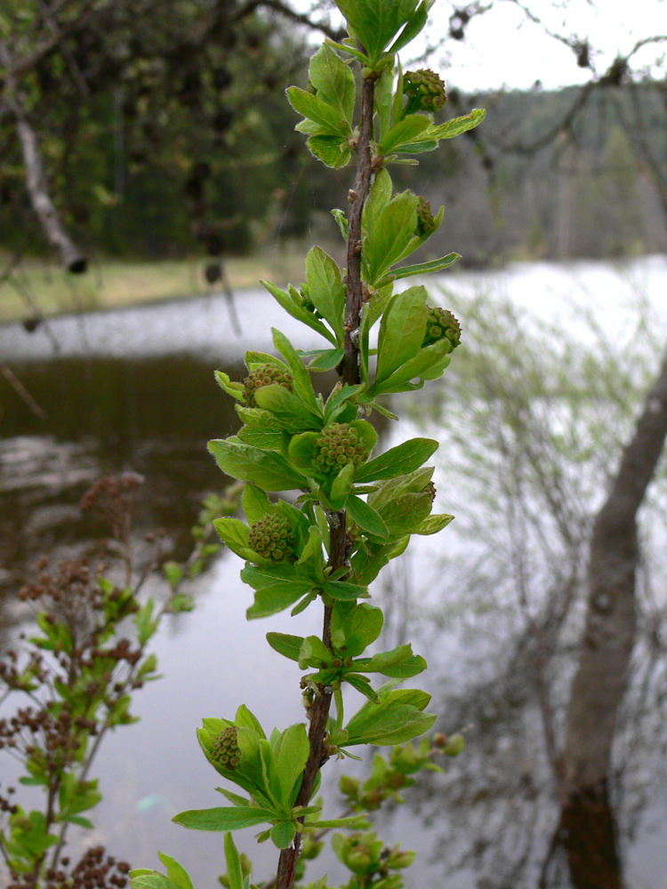 Image of Spiraea media specimen.