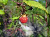 Rubus matsumuranus