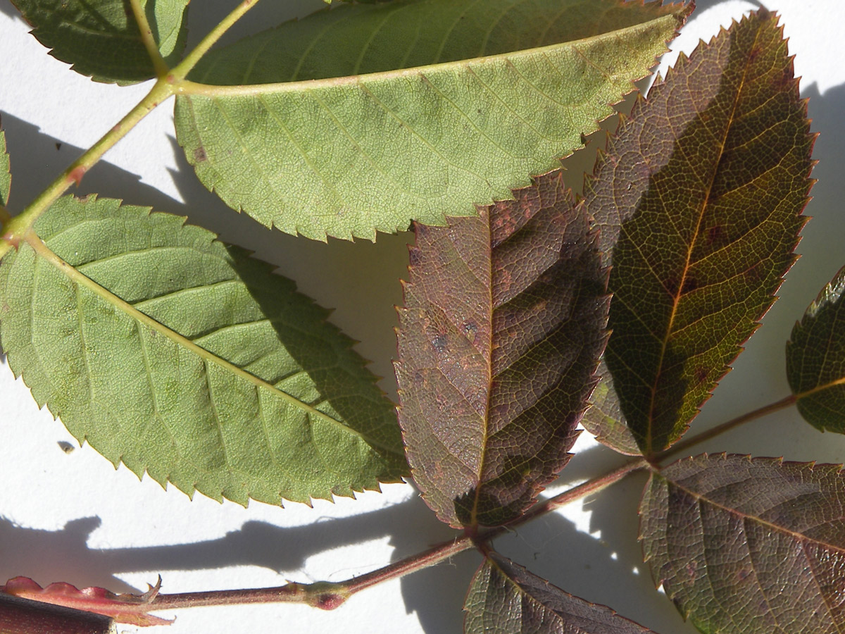 Image of Rosa canina specimen.