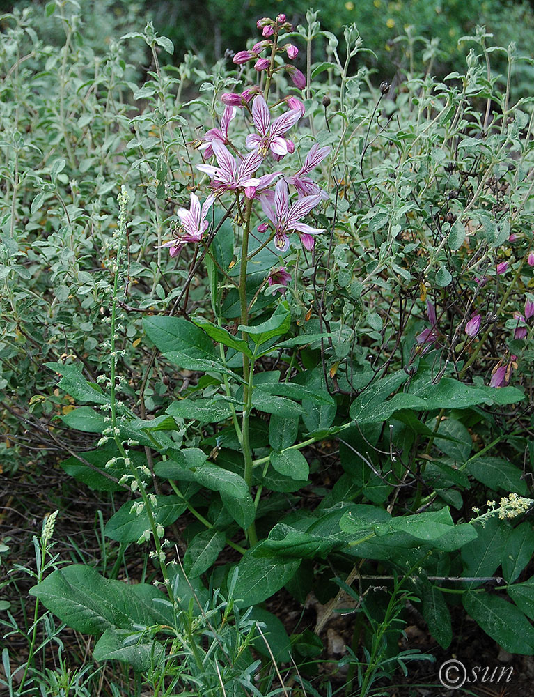 Изображение особи Dictamnus gymnostylis.